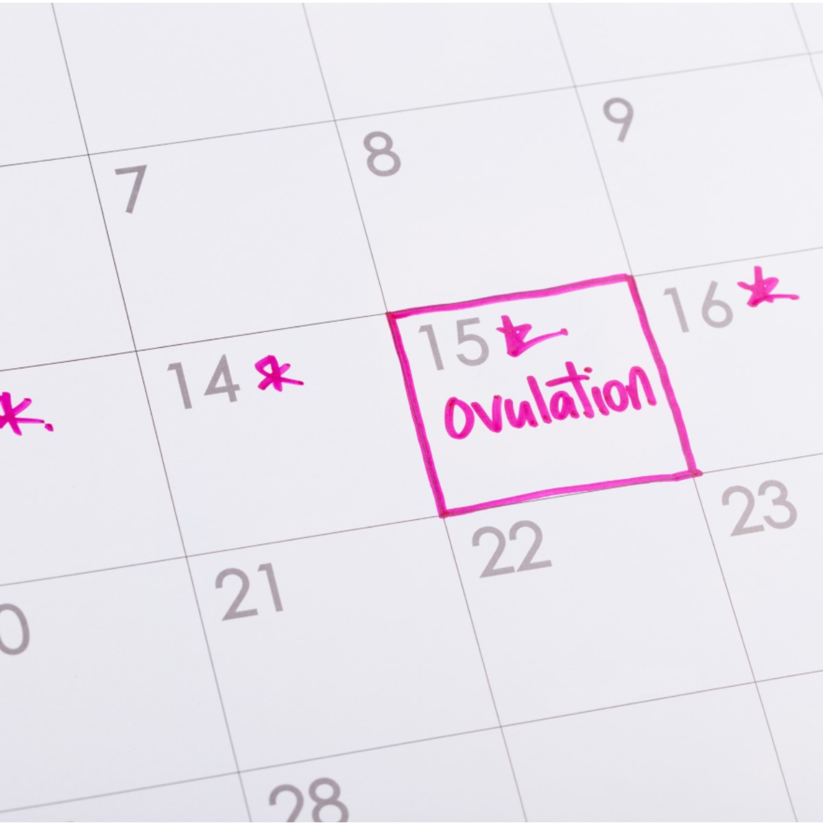 Un calendrier sur lequel on a indiqué la date d’ovulation.