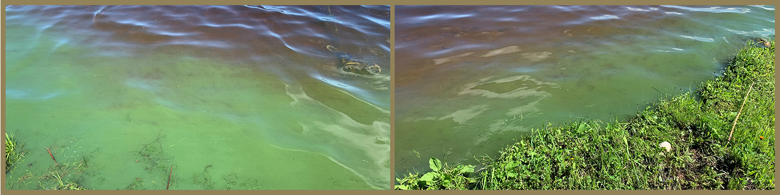 Picture of blue-green algae bloom